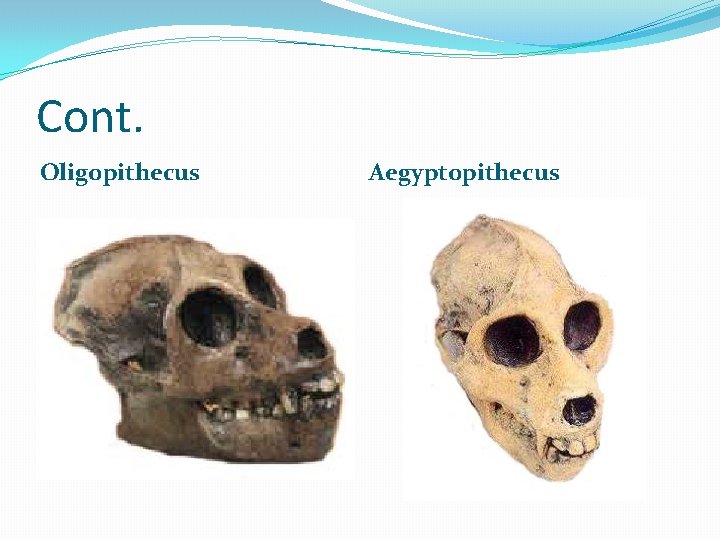Cont. Oligopithecus Aegyptopithecus 