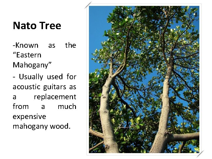 Nato Tree -Known as the “Eastern Mahogany” - Usually used for acoustic guitars as