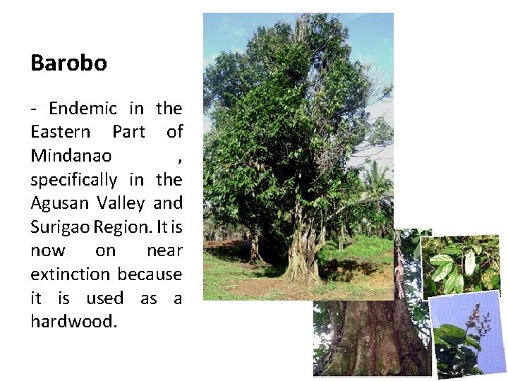 Barobo - Endemic in the Eastern Part of Mindanao , specifically in the Agusan
