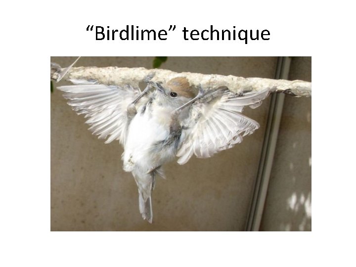 “Birdlime” technique 