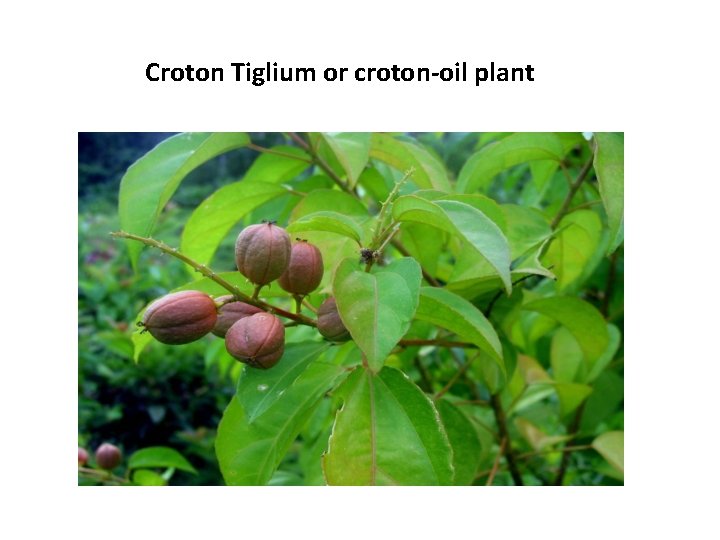 Croton Tiglium or croton-oil plant 