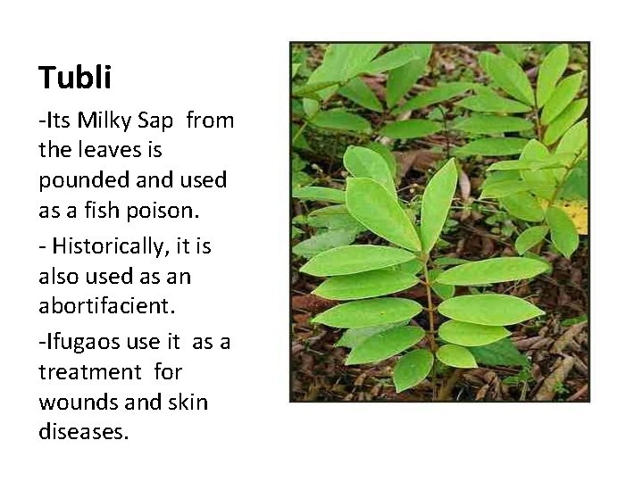 Tubli -Its Milky Sap from the leaves is pounded and used as a fish