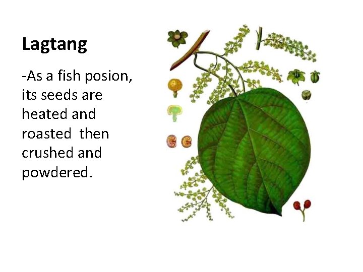 Lagtang -As a fish posion, its seeds are heated and roasted then crushed and