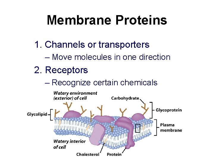 Membrane Proteins 1. Channels or transporters – Move molecules in one direction 2. Receptors