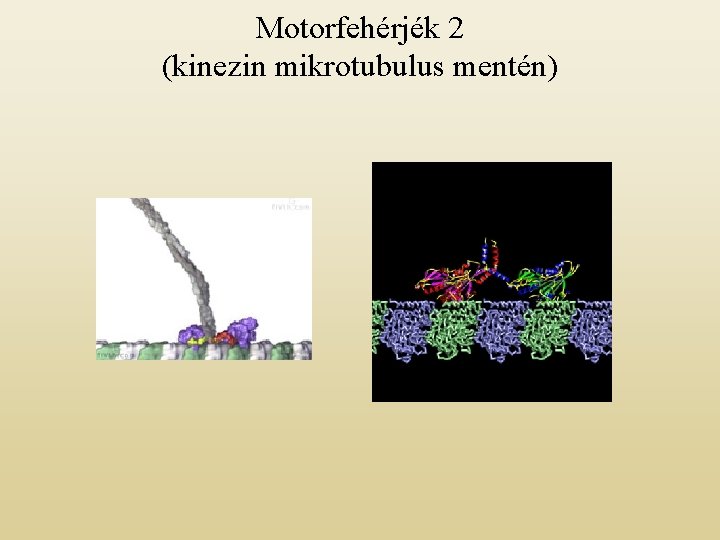 Motorfehérjék 2 (kinezin mikrotubulus mentén) 