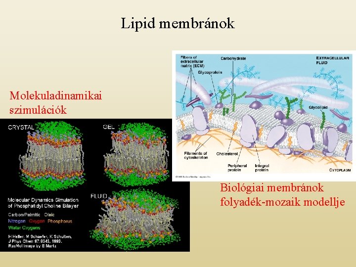 Lipid membránok Molekuladinamikai szimulációk Biológiai membránok folyadék-mozaik modellje 
