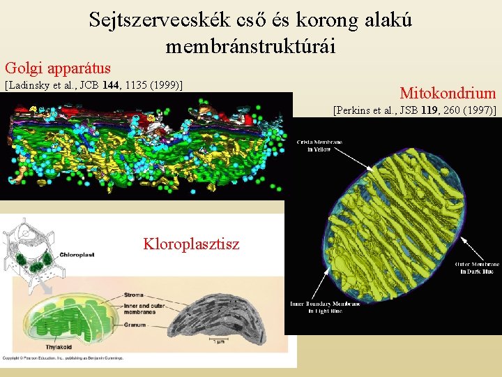Sejtszervecskék cső és korong alakú membránstruktúrái Golgi apparátus [Ladinsky et al. , JCB 144,