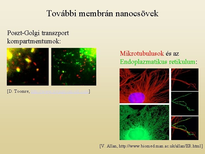 További membrán nanocsövek Poszt-Golgi transzport kompartmentumok: Mikrotubulusok és az Endoplazmatikus retikulum: [D. Toomre, http: