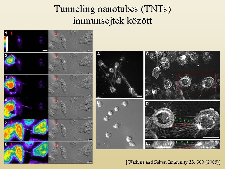Tunneling nanotubes (TNTs) immunsejtek között [Watkins and Salter, Immunity 23, 309 (2005)] 