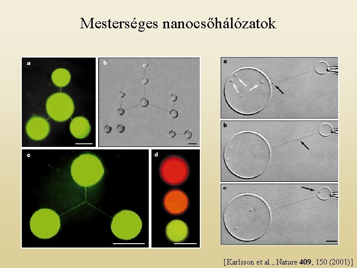 Mesterséges nanocsőhálózatok [Karlsson et al. , Nature 409, 150 (2001)] 