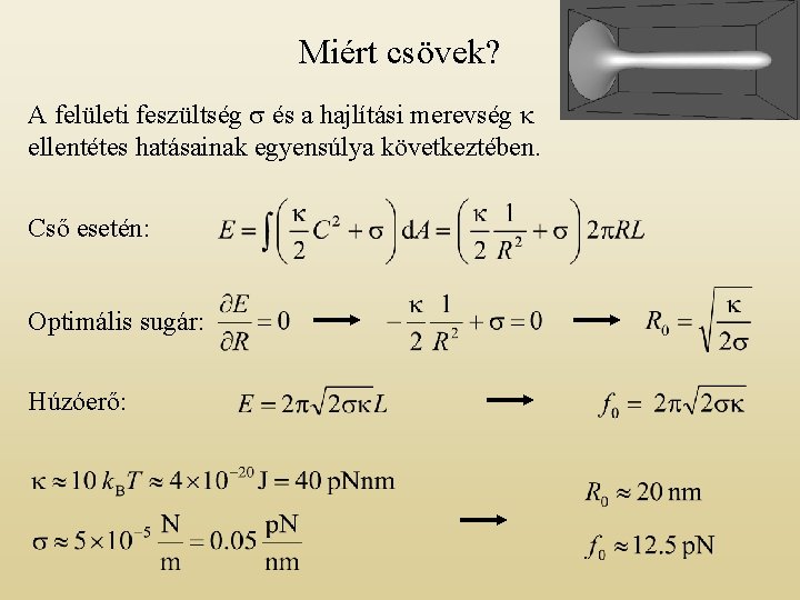 Miért csövek? A felületi feszültség s és a hajlítási merevség k ellentétes hatásainak egyensúlya