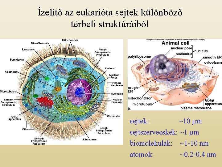 Ízelítő az eukarióta sejtek különböző térbeli struktúráiból sejtek: ~10 mm sejtszervecskék: ~1 mm biomolekulák:
