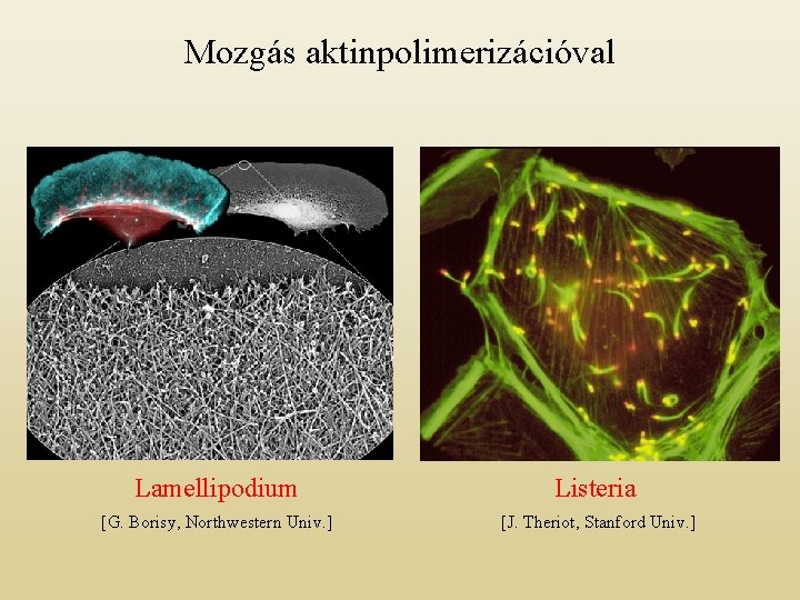 Mozgás aktinpolimerizációval Lamellipodium Listeria [G. Borisy, Northwestern Univ. ] [J. Theriot, Stanford Univ. ]