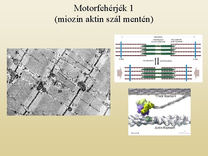 Motorfehérjék 1 (miozin aktin szál mentén) 