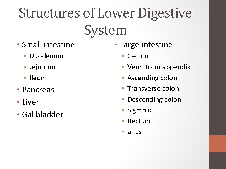 Structures of Lower Digestive System • Small intestine • Duodenum • Jejunum • Ileum Structures of Lower Digestive System • Small intestine • Duodenum • Jejunum • Ileum