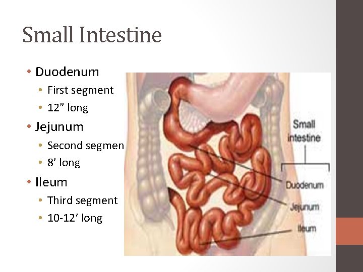 Small Intestine • Duodenum • First segment • 12” long • Jejunum • Second Small Intestine • Duodenum • First segment • 12” long • Jejunum • Second