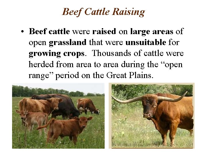Beef Cattle Raising • Beef cattle were raised on large areas of open grassland