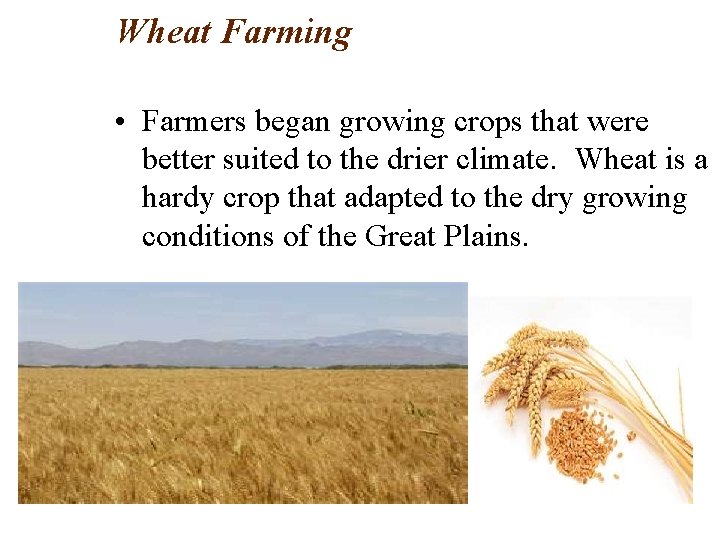 Wheat Farming • Farmers began growing crops that were better suited to the drier