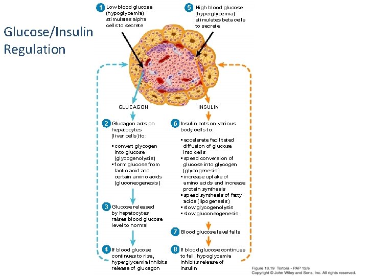 1 Low blood glucose Glucose/Insulin Regulation (hypoglycemia) stimulates alpha cells to secrete GLUCAGON 2