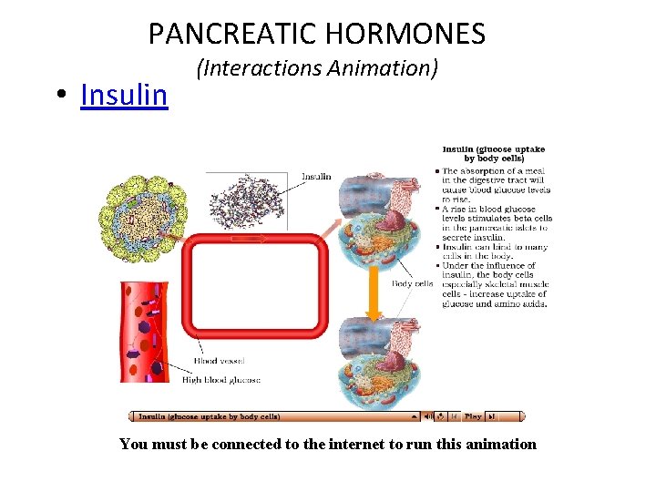 PANCREATIC HORMONES • Insulin (Interactions Animation) You must be connected to the internet to