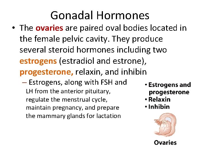 Gonadal Hormones • The ovaries are paired oval bodies located in the female pelvic