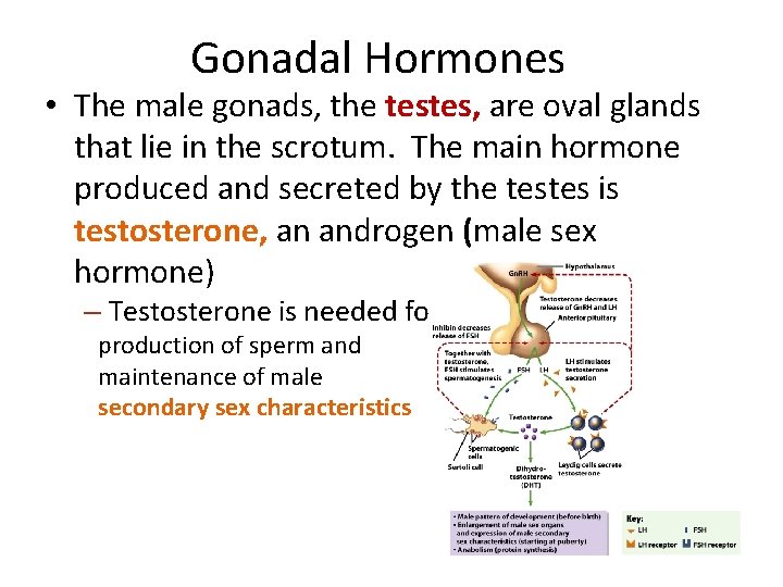 Gonadal Hormones • The male gonads, the testes, are oval glands that lie in