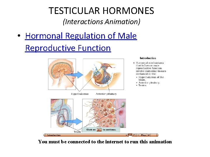 TESTICULAR HORMONES (Interactions Animation) • Hormonal Regulation of Male Reproductive Function You must be