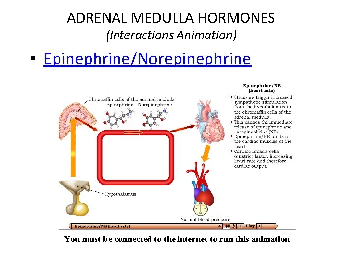 ADRENAL MEDULLA HORMONES (Interactions Animation) • Epinephrine/Norepinephrine You must be connected to the internet