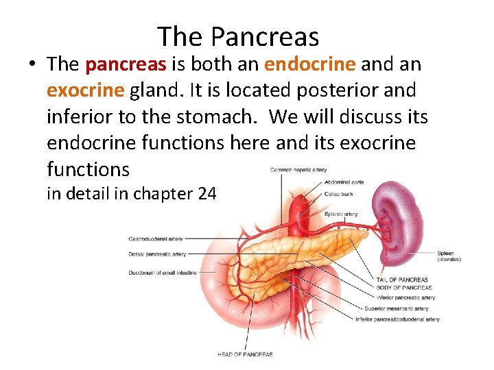 The Pancreas • The pancreas is both an endocrine and an exocrine gland. It