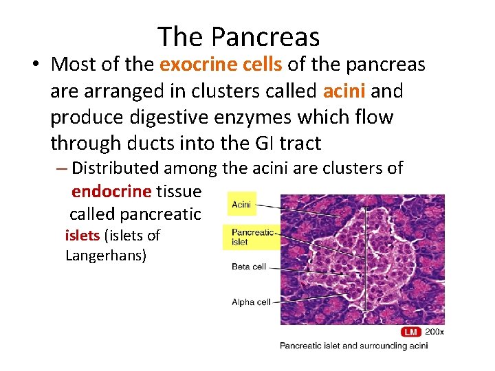 The Pancreas • Most of the exocrine cells of the pancreas are arranged in