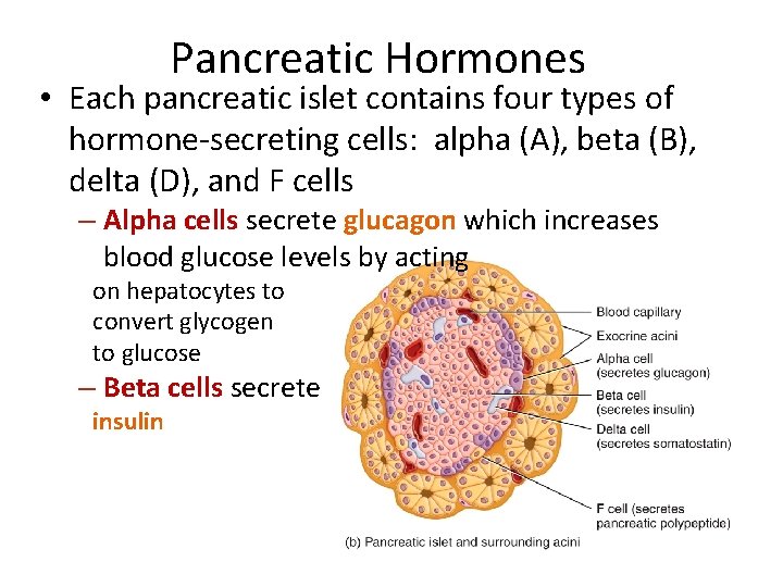 Pancreatic Hormones • Each pancreatic islet contains four types of hormone-secreting cells: alpha (A),