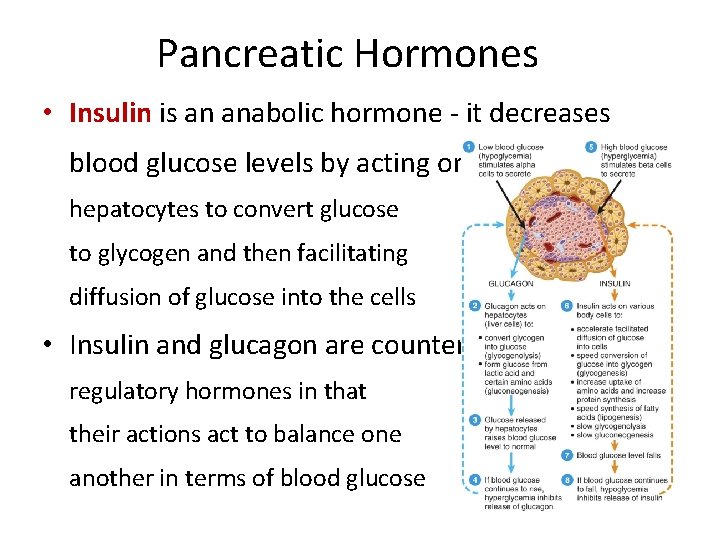 Pancreatic Hormones • Insulin is an anabolic hormone - it decreases blood glucose levels