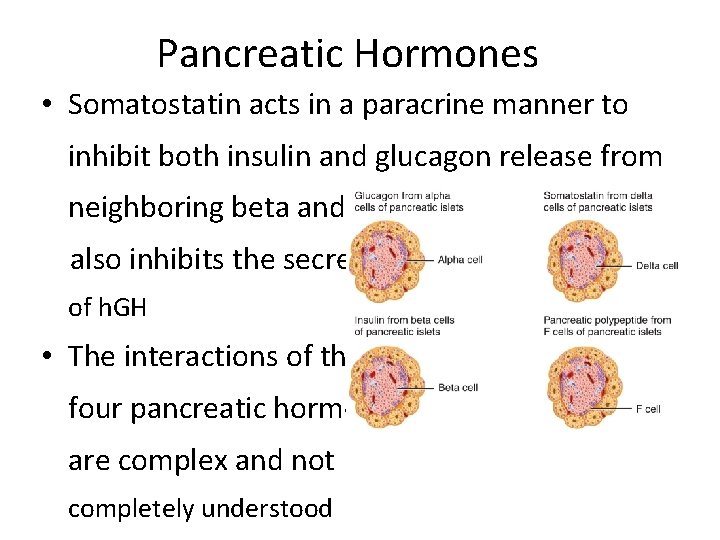 Pancreatic Hormones • Somatostatin acts in a paracrine manner to inhibit both insulin and