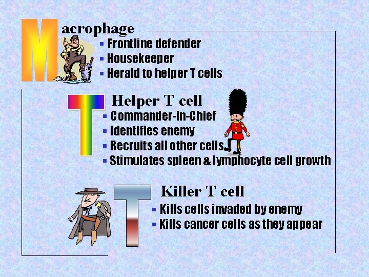 acrophage § Frontline defender § Housekeeper § Herald to helper T cells Helper T