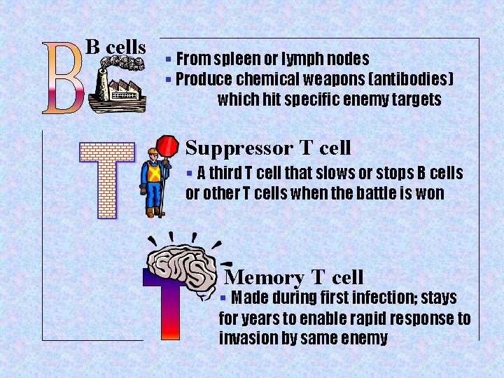 B cells § From spleen or lymph nodes § Produce chemical weapons (antibodies) which