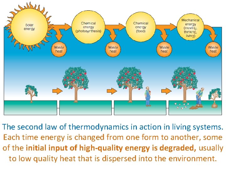 The second law of thermodynamics in action in living systems. Each time energy is