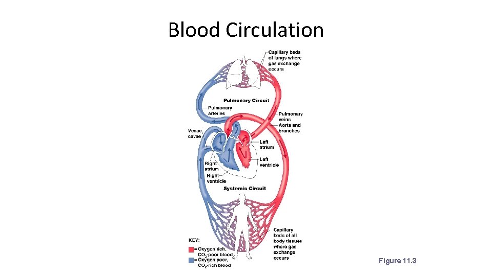 Blood Circulation Figure 11. 3 