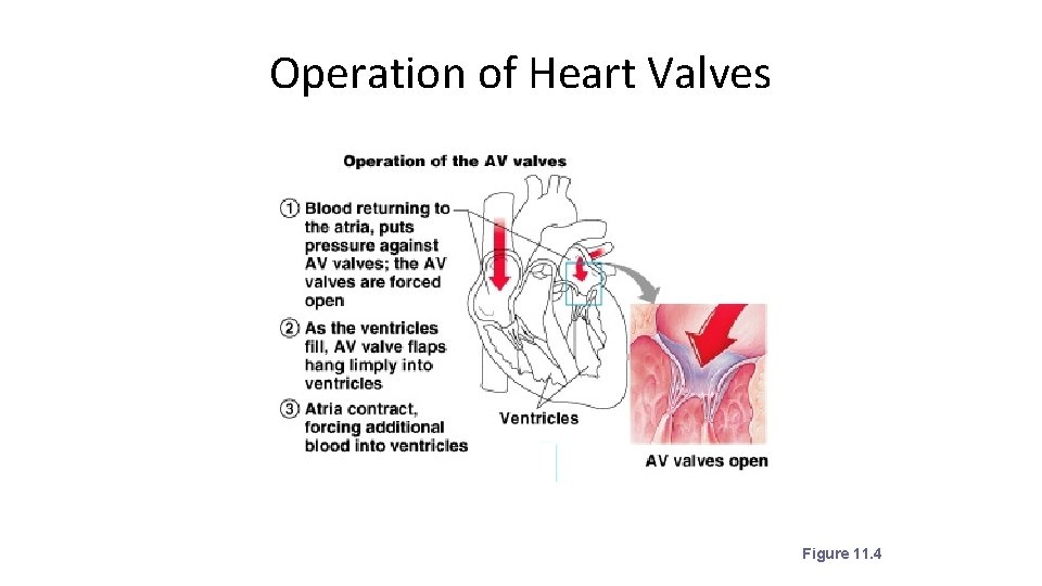 Operation of Heart Valves Figure 11. 4 
