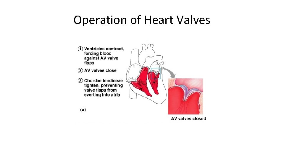 Operation of Heart Valves 