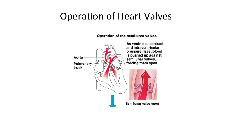 Operation of Heart Valves 