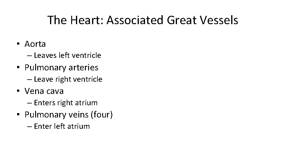 The Heart: Associated Great Vessels • Aorta – Leaves left ventricle • Pulmonary arteries