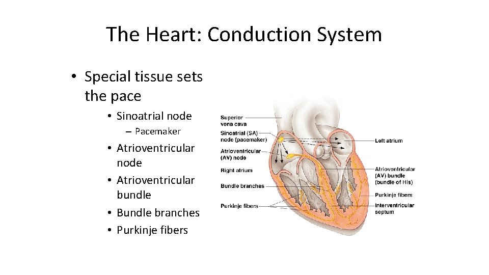 The Heart: Conduction System • Special tissue sets the pace • Sinoatrial node –