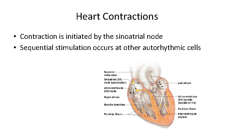 Heart Contractions • Contraction is initiated by the sinoatrial node • Sequential stimulation occurs