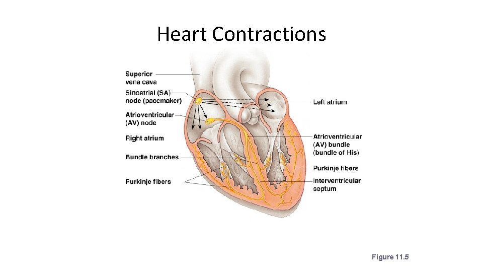 Heart Contractions Figure 11. 5 