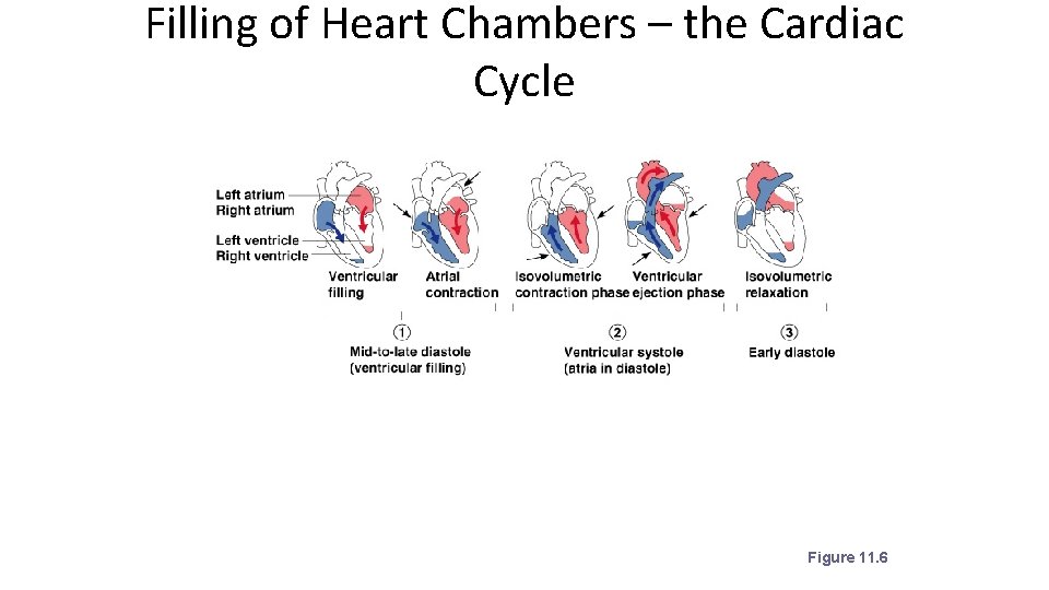 Filling of Heart Chambers – the Cardiac Cycle Figure 11. 6 