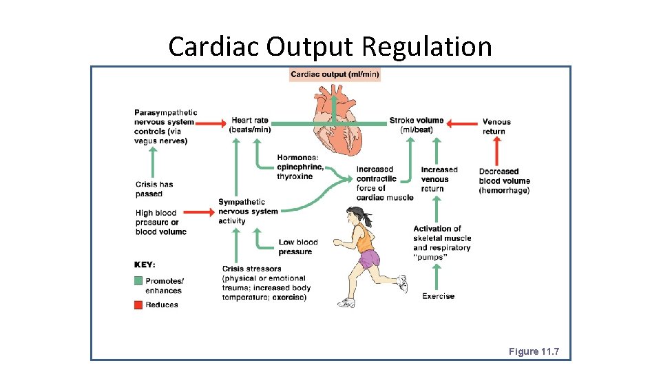 Cardiac Output Regulation Figure 11. 7 