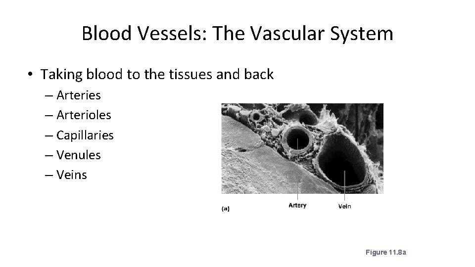 Blood Vessels: The Vascular System • Taking blood to the tissues and back –