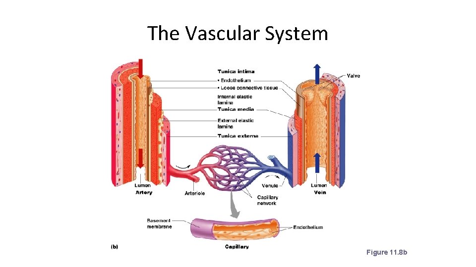 The Vascular System Figure 11. 8 b 