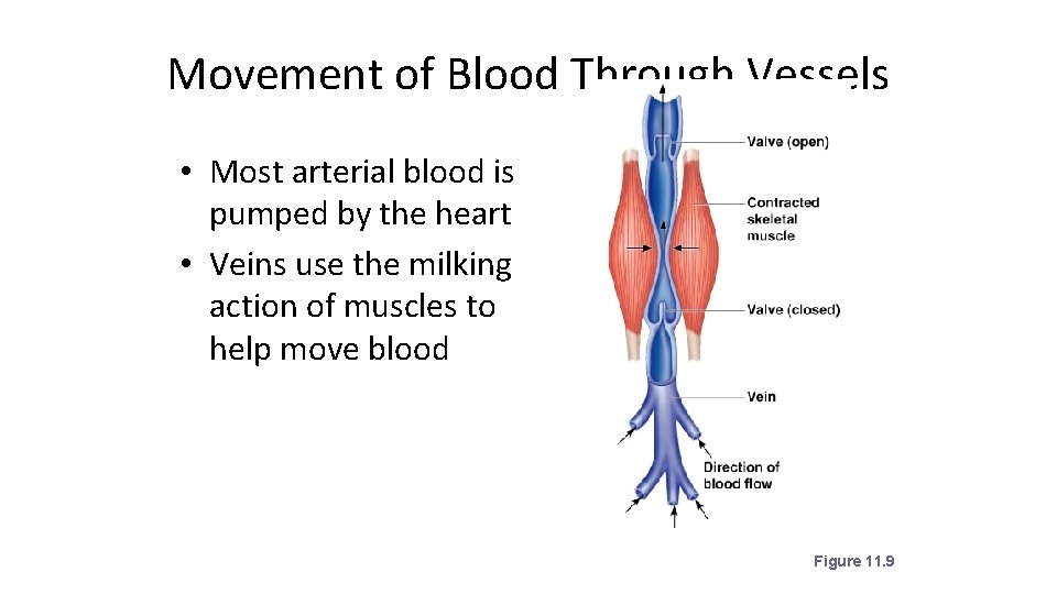 Movement of Blood Through Vessels • Most arterial blood is pumped by the heart