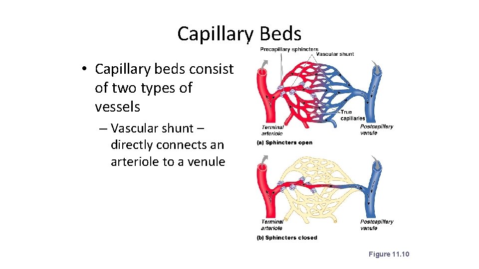 Capillary Beds • Capillary beds consist of two types of vessels – Vascular shunt